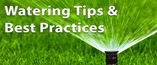 watering tips