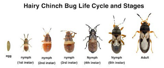 chinch bug life cycle